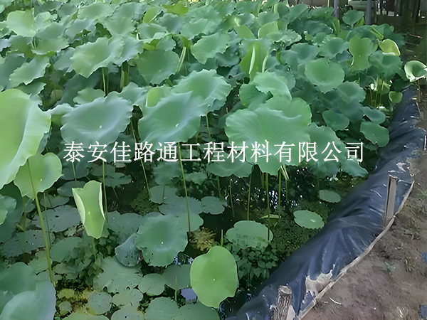 魚(yú)蝦養(yǎng)殖防滲膜坡面怎么處理？這些方法保穩(wěn)固防滲漏